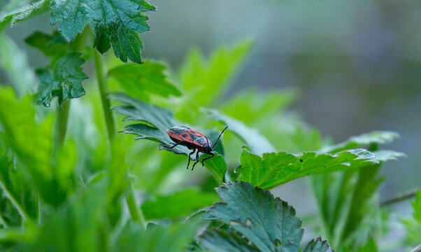 Firebug Pyrrhocoris apterus sitting on green plant leaf with soft blurred background, detailed red and black insect texture in natural wildlife macro scene