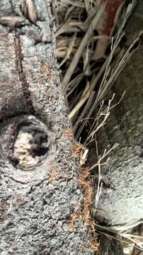 A colony of red tree ants (oecophylla smaragdina) walking on a dry tree branch lying on the ground.