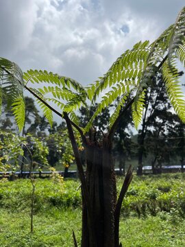 palm trees in the park paku