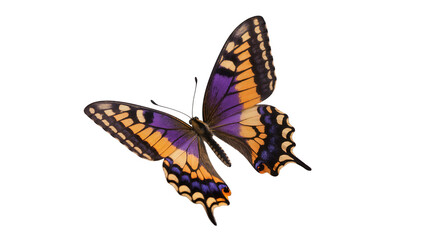 Detailed butterfly with purple orange and black wings, isolated on transparent background © Elena