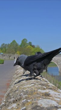 Jackdaws (Corvus monedula) squabbling over seeds left on top of a stone wall. May, Kent, UK [Half speed] Vertical