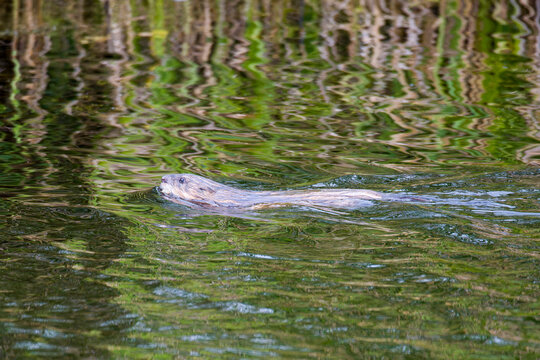 Bisamratte in Brandenburg