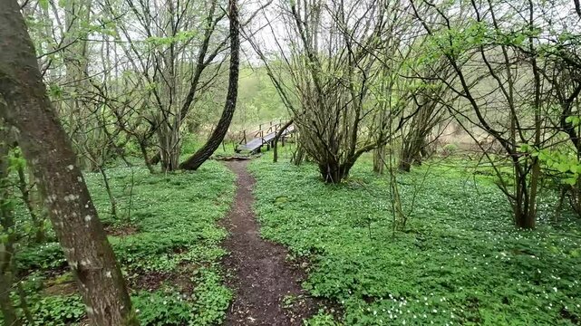 A bridge over the river R&ouml;nne &aring;, hiking trail "Skaneleden SL 3" on Natthall (a wooded hill in the R&ouml;nne&aring; Valley), Sk&aring;ne region &ndash; Sweden. Video
