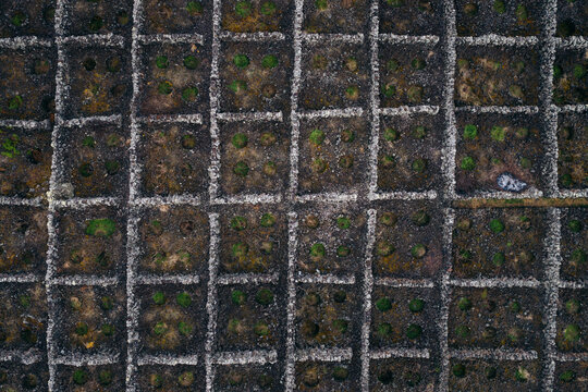 Aerial view of traditional vineyards with volcanic stone walls and green vines in a rectangular grid pattern Biscoitos, Azores, Portugal.