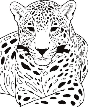 Leopard head line art illustration with detailed spots and rosettes