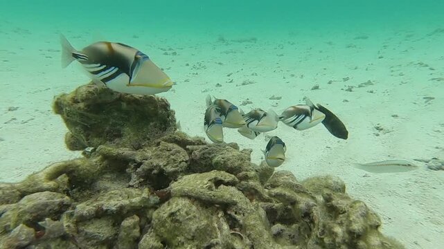 The lagoon triggerfish (Rhinecanthus aculeatus), also known as the Picasso triggerfish, is up to 30 cm (12 in) in length, found on reefs in the Indo Pacific . They sway due a string way motion
