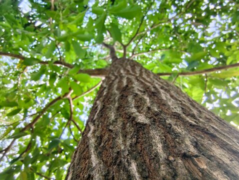 Low angle view of a tall tree with green leaves and textured bark against a bright canopy.