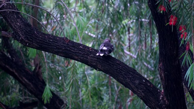 Young bird waiting for feeding on branch, Black-collared Starling chick anticipating parent