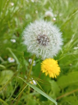 Dandelion on a background of green grass, a round white flower on a green background