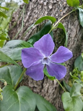 Blue periwinkle flower against a tree bark texture