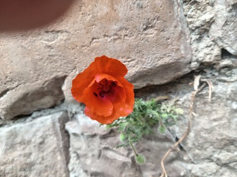 Poppy against a background of stones, a beautiful red flower against a rocky texture