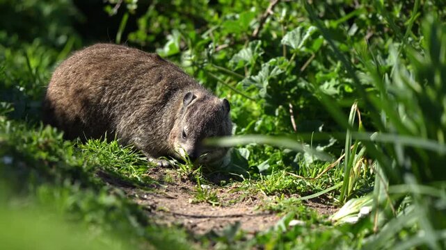 Rock hyrax foraging in Hermanus cost above the ocean. Commonly found on rocks up to 4200m, the species is closely related to elephants 