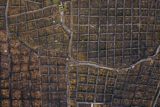 Aerial view of traditional vineyards divided by volcanic stone walls in a geometric grid pattern Biscoitos, Azores, Portugal.