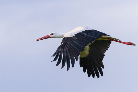 Wei&szlig;storch im Flug bei der Futtersuche &uuml;ber eine Wiese