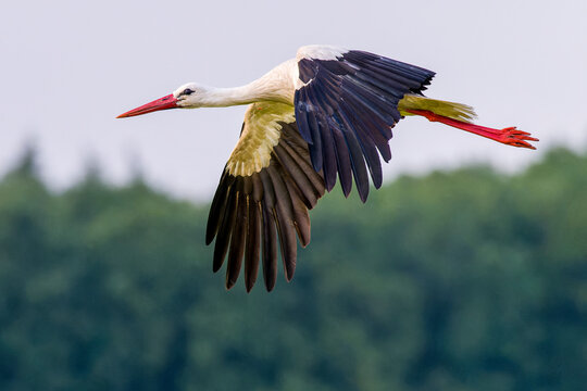Wei&szlig;storch im Flug bei der Futtersuche &uuml;ber eine Wiese