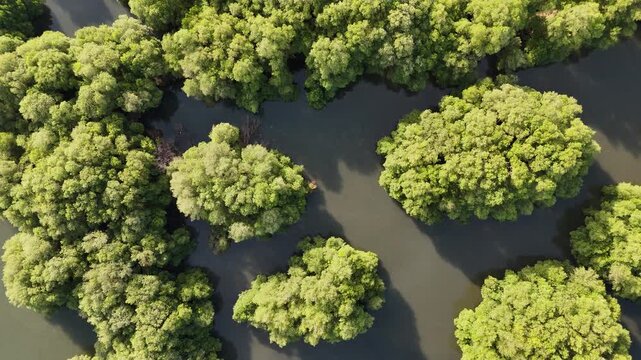 An aerial top-down perspective showcases a lush mangrove forest with clusters of dense green trees surrounded by calm, dark water, highlighting a thriving coastal ecosystem in a tropical region.