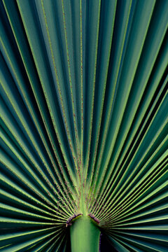 Green palm leaf texture with radiating symmetry lines, Tropical foliage pattern with dramatic lighting and deep teal shadows.