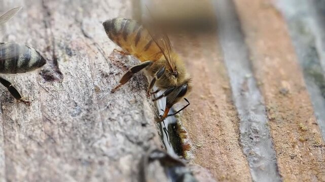 Solitary bee drinking water in slow motion, abdomen movement visible
