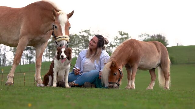 Young woman spending time with her Haflinger mare, Shetland pony and Border Collie in a peaceful rural pasture setting.