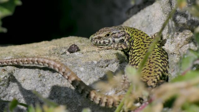 A Wall Lizard at Shoreham