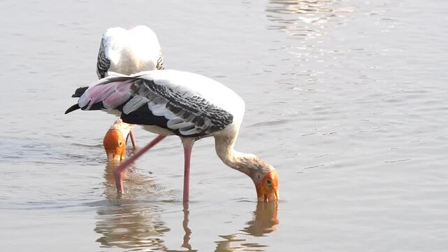 Painted stork colorful large individual hunting fishes in a waterhole. The large beak is used to scrape the bottom of the waterhole and collect food