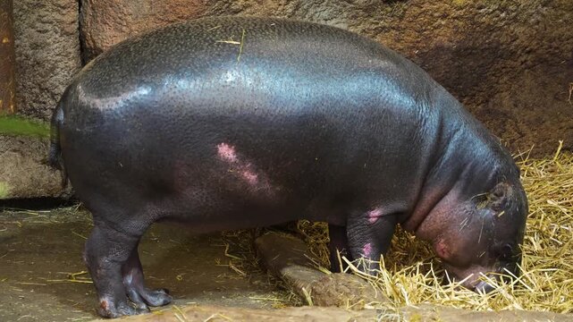 Close up view of an african dwarf hippopotamus moving around and eating hey