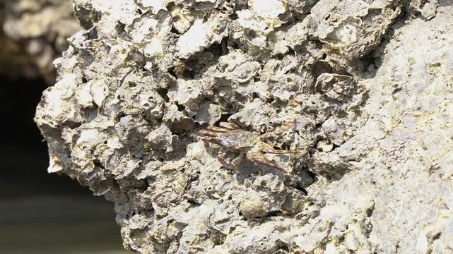 Crab moving slowly and eating on a rock close to mangroves area, one the symbols of seaside and ocean 