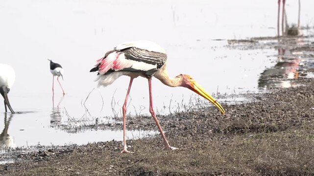 Painted stork colorful large individual hunting fishes in a waterhole. The large beak is used to scrape the bottom of the waterhole and collect food
