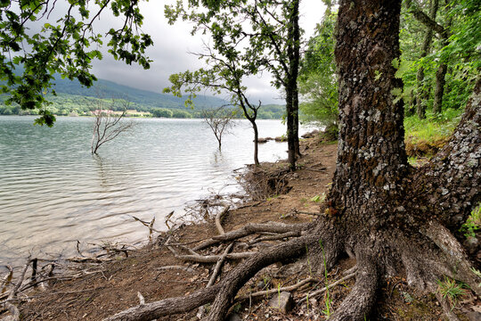 Robles y casta&ntilde;os junto al pantano