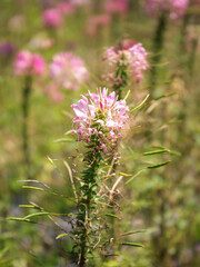 Fototapeta premium Close up of pink butterfly flowers blooming in sunlight