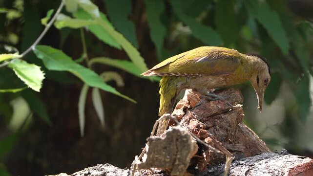 Male Grey-headed Woodpecker Foraging on Fallen Tree Trunk in Forest Habitat