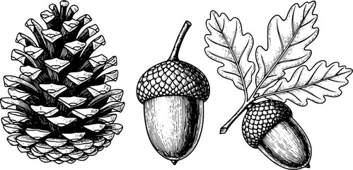 Vintage engraved pinecone, acorn, and oak leaves white background, leaf © Bulbul