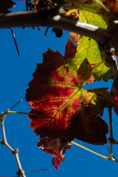 Parra en oto&ntilde;o