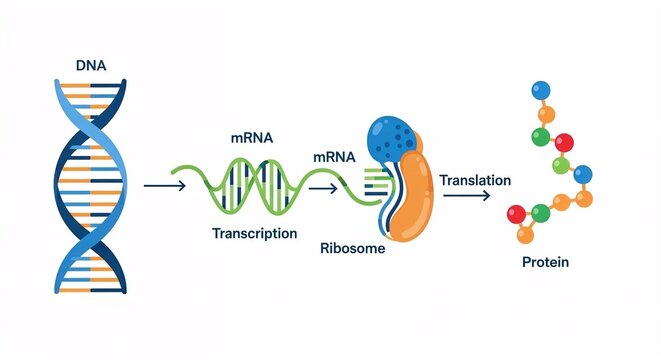 Dna To Protein Synthesis Process Illustrated Educational Graphic