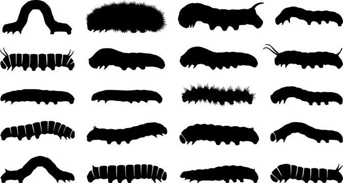 Caterpillar silhouettes collection, worm insect species, crawling larvae, entomology art, vector illustration, nature design, wildlife icon, garden pest, bug pattern, segmented body
