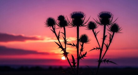 Obraz premium Twilight's Crown: A Thistle's Final Blaze
