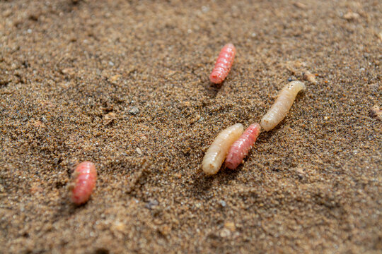 Group of small maggots crawling on sandy soil surface. Close up view of insect larvae used as bait for fishing. Nature study of developmental life cycle in the wild environment.