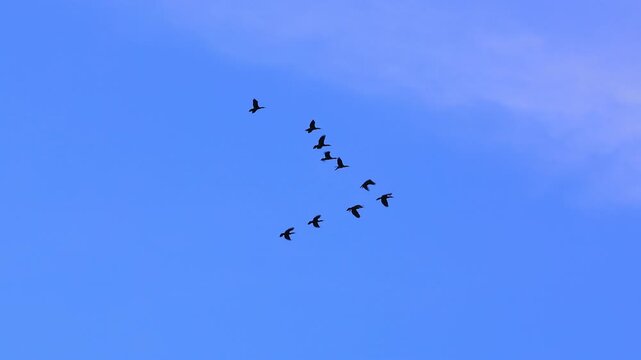 Birds Flying Together in Formation Travel Freedom Background. Wildlife Birds Migration in Blue Sky Cinematic Nature Scene. Flock of Birds Flying Symbol of Freedom and Journey Slow Motion