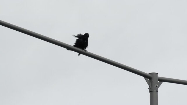 Carrion Crow Shaking Feathers on Metal Pole &ndash; 4K Slow Motion, Urban Wildlife, Linz