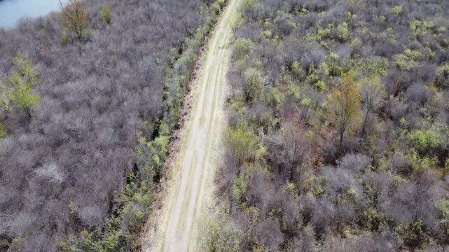 Aerial top down view of a dirt road through a dense spring forest with budding trees and a blue lake, cinematic bird's eye view of a rural path in a wilderness landscape, high angle shot 