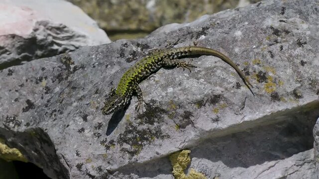 A Wall Lizard at Shoreham