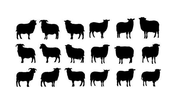 Sheep Silhouette Set PNG &ndash; Different Breeds Farm Animal Black Vector Collection