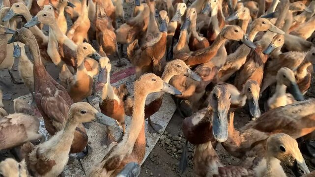 Domestic duck flock moving together on rural farm in warm natural daylight