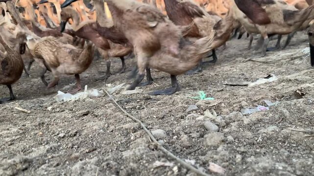 Low angle video of domestic ducks walking across dry farm ground in rural outdoor environment.