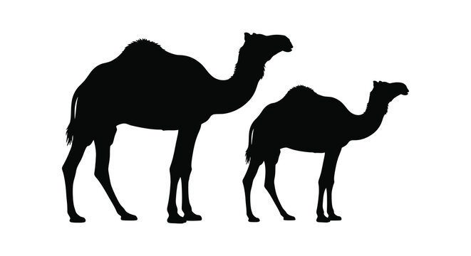 camel silhouettes against white background adult and calf
