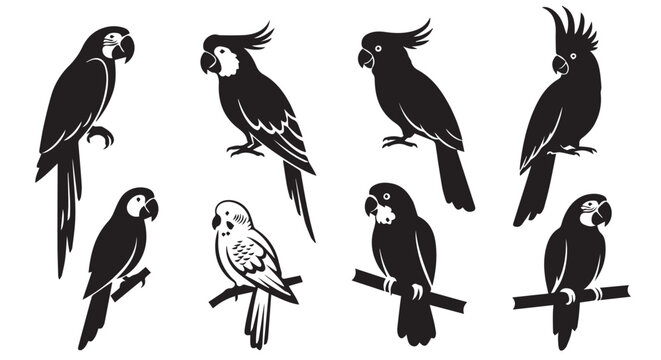 Parrot silhouettes perched on branches against a white background symbolizing tropical wildlife and nature studies