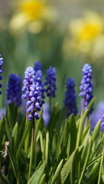 Close-up of blue grape hyacinth muscari flowers in spring