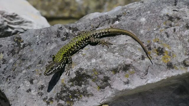 A Wall Lizard at Shoreham