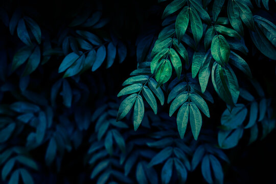 Dark green leaf texture, Tropical botanical pattern with dramatic light and deep teal shadows.