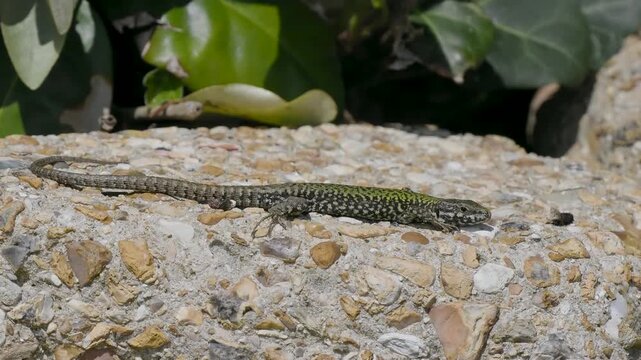 A Wall Lizard at Shoreham